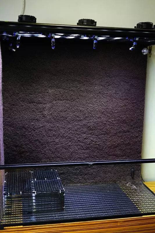 水族箱草缸开缸教程新手入门,雨林缸开缸多久植物才会稳定