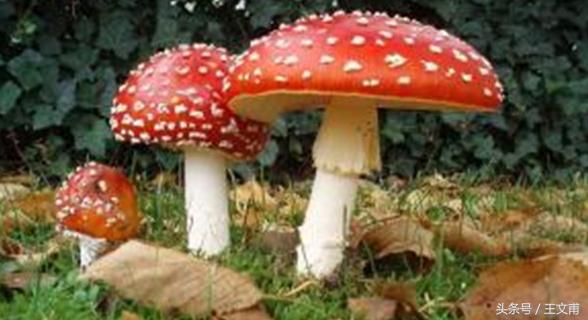 *品毒**科普｜一些少见的*品毒**以及具有成瘾依赖性的物质