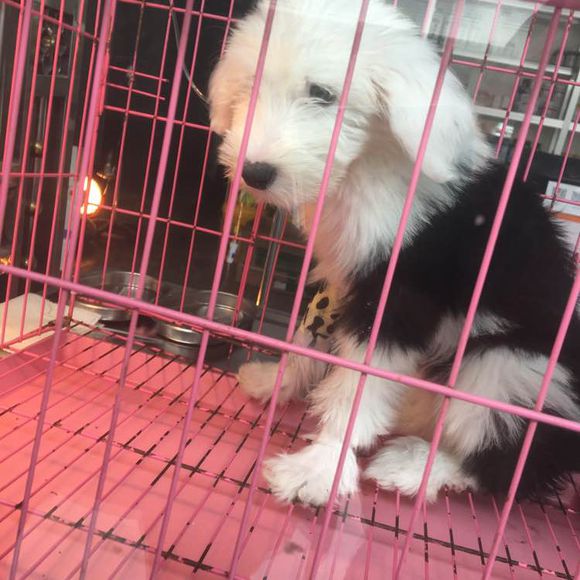 去狗市，1300元买下这只未满两月的古牧，我们的噩梦就开始了