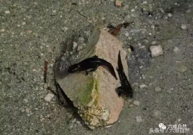 四脚蛇是不是蝾螈,蝾螈是四脚蛇吗