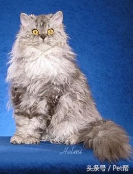 世界名猫品种照片,世界名猫品种价格
