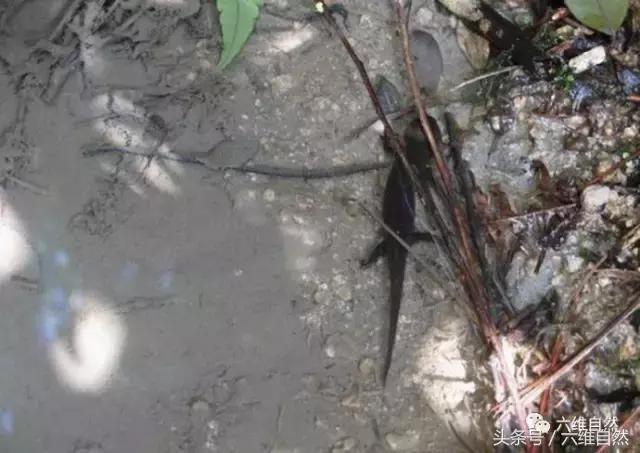 四脚蛇是不是蝾螈,蝾螈是四脚蛇吗