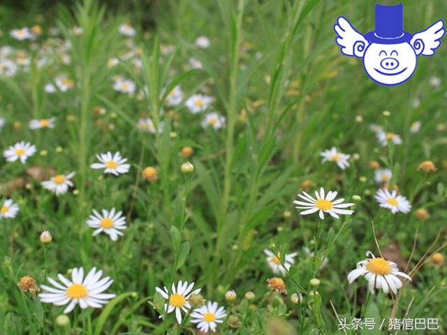 最简单的方法治猪病,猪病防治常用的土法配方