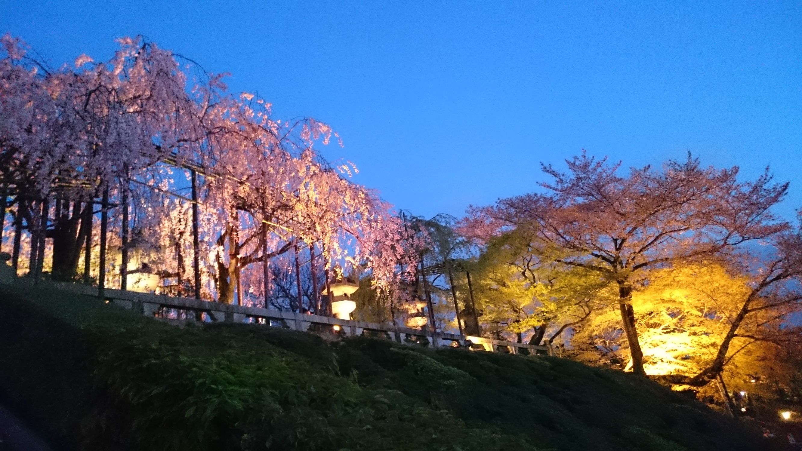2019京都赏樱,京都樱地之花开时间