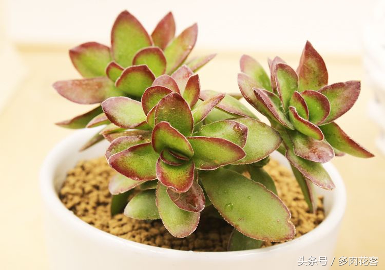 多肉天狗之舞完整版,每天带你认识不同的多肉植物