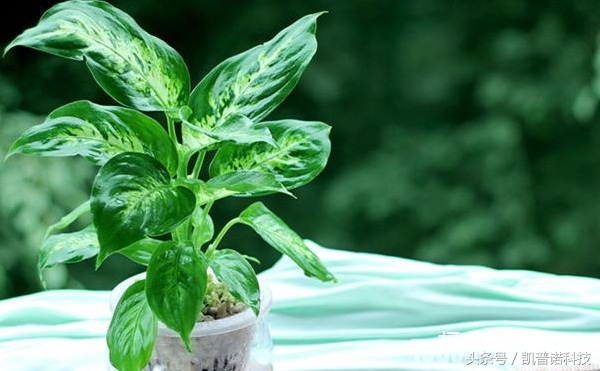 办公室桌上摆放水养植物好不好,办公室有人吸烟适合养什么植物