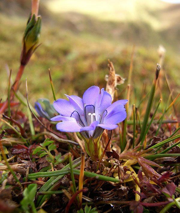 《本草》植物志之龙胆：唐朝的一场瘟疫，令它功成名就