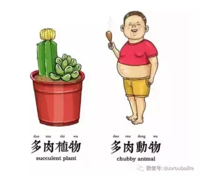 小心！这些坏蛋会吃多肉哦！