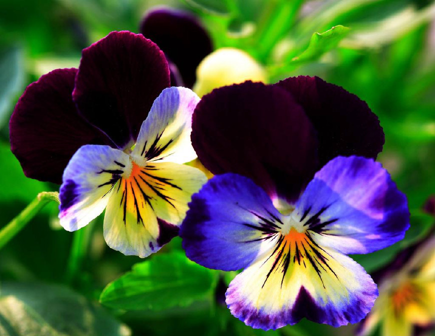 三色堇庭院图片,三色堇可食用盆栽