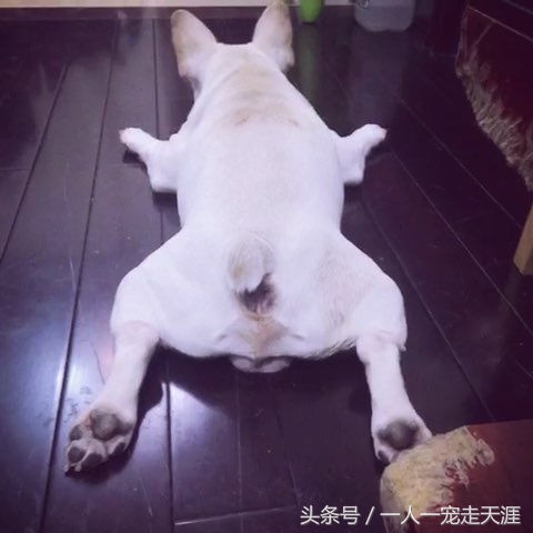 狗狗撕尿垫怎么办,狗狗撕被子怎么办