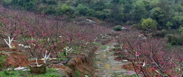 说走就走的踏青,说走就走的看花之旅