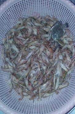 虾米怎么形成的,虾米是怎样捞上来的