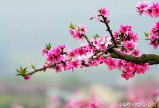 唐河，你就是一个P？