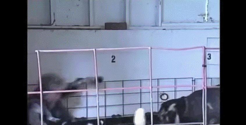 新闻直播间被车撞,新闻直播间被骂