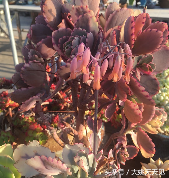 多肉百科之玉吊钟：一个从叶边发芽的多肉