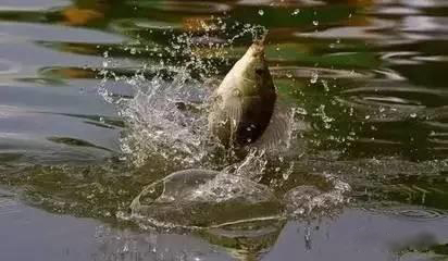 看看钓鱼高手怎样做主线的,钓线无结绑法