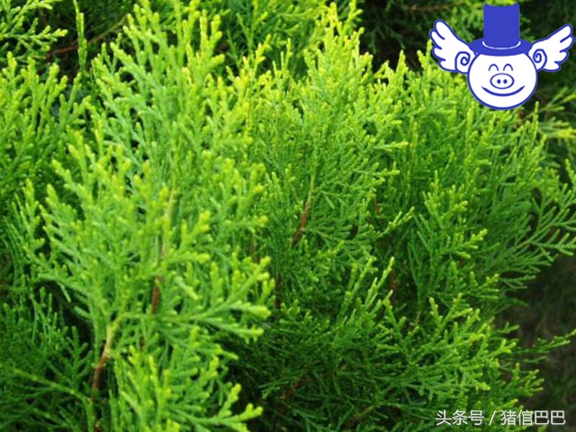 最简单的方法治猪病,猪病防治常用的土法配方