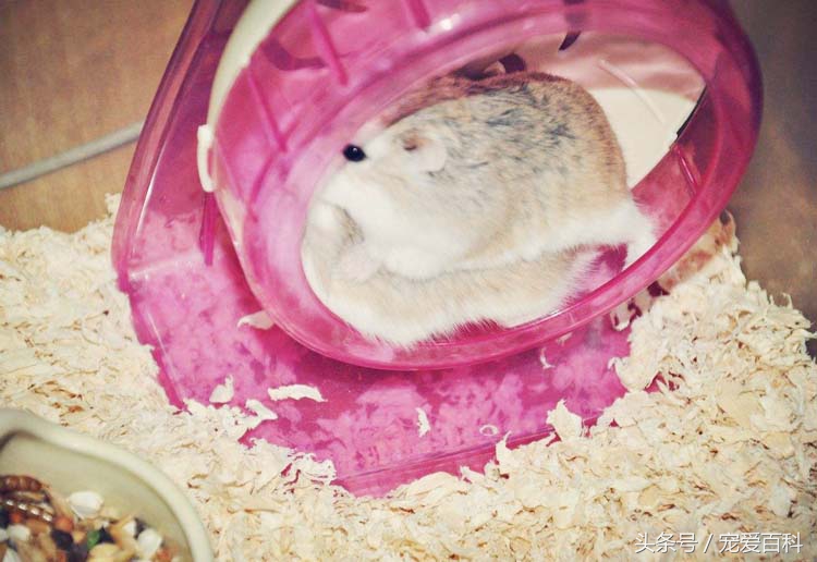 养仓鼠的十大禁忌仓鼠吃什么肉,不会养仓鼠的新手怎么养仓鼠