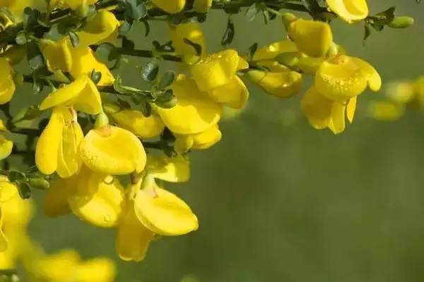 舌尖上的春天你推荐哪一道,舌尖上的春天你不能错过的美食