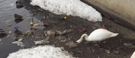 被蜜蜂蛰是什么感觉,被蜜蜂蛰了一下发现是触电的感觉