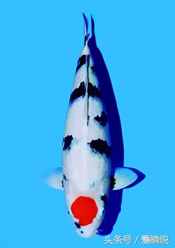 丹顶锦鲤—最有福相的鲤