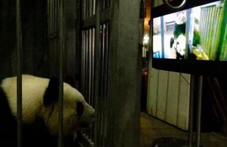 了解熊猫之前觉得它们很可爱,熊猫头被认为粗鲁