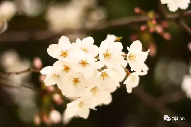 又到樱花季,又到了樱花绽放的季节