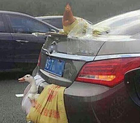 Panda妹良心吐槽：太残忍！竟用兔兔遮车牌