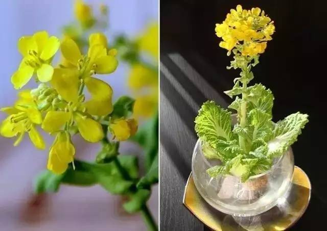 新手小白适合养殖小型盆栽的植物,各种盆栽植物的种植方法