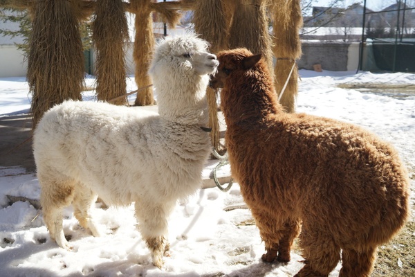 冬日的浪漫游山玩水泡温泉,又可以看雪又可以泡温泉的地方