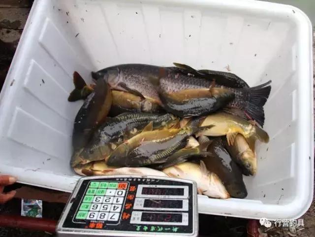 慈利县钓鱼比赛,湖南钓鱼比赛湘窖杯冠军