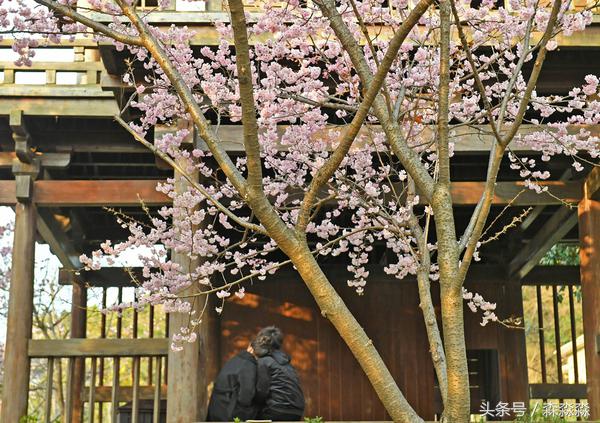 太湖唯美浪漫,无锡太湖最美的时光