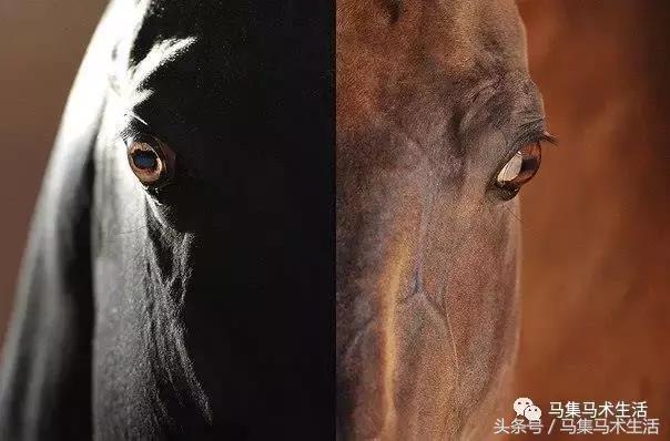 马眼睛里的世界,马的眼睛看到的世界是什么