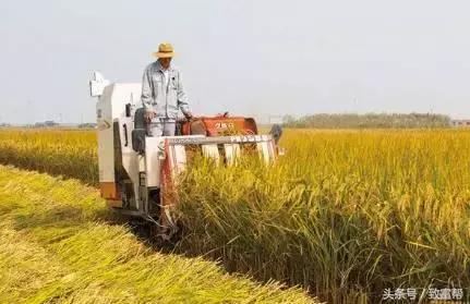 还嫌种粮不赚钱？这款新模式带您分分钟致富！