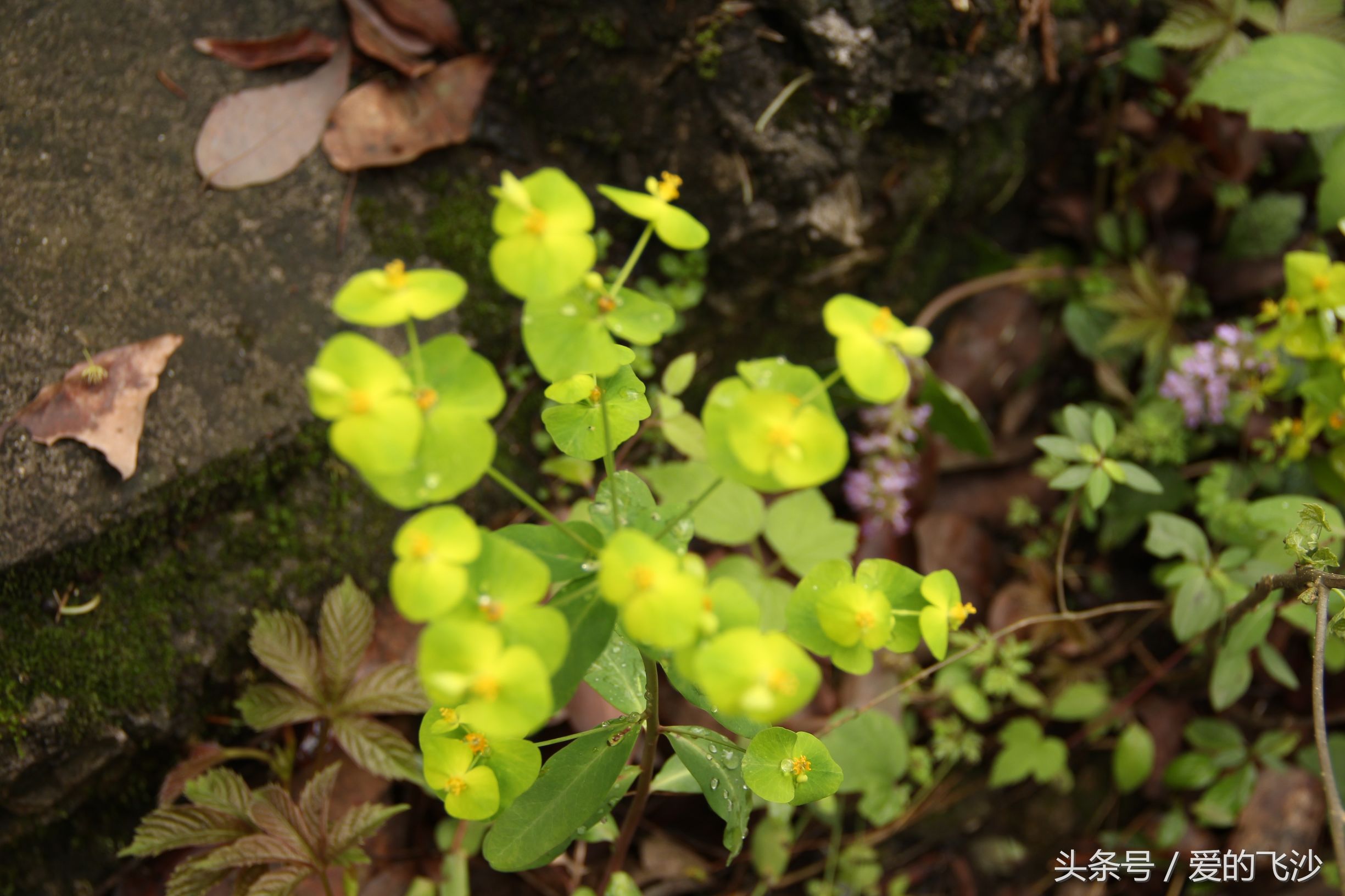 奇迹旅行南极新春之旅起航,奇迹旅行跨年夜
