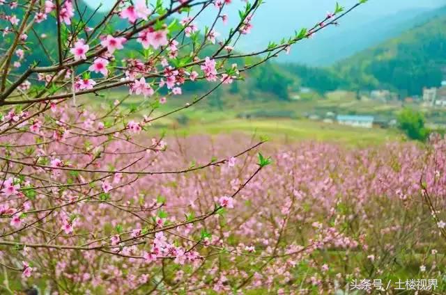龙岩赏花景点,龙岩的花海