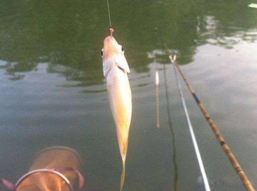 钓大鱼如何控制防止脱钩,野钓脱钩跑鱼应对办法