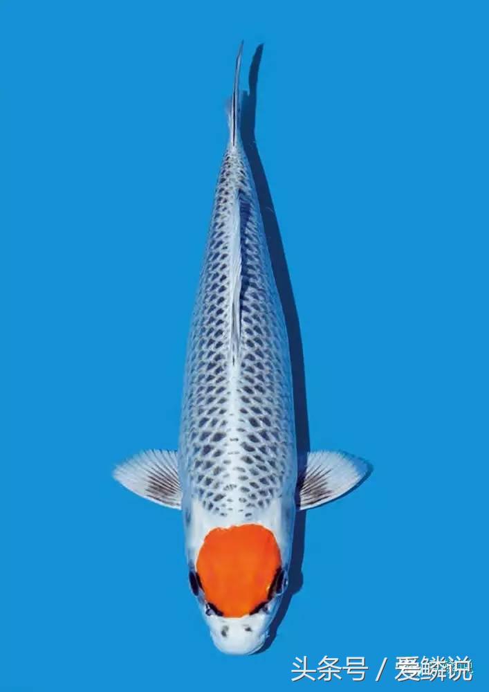 丹顶锦鲤—最有福相的鲤