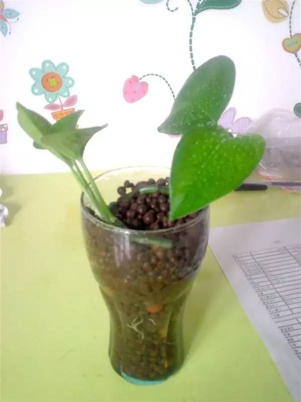 土培绿萝转水培后烂根,土培转水培的绿萝正确方法