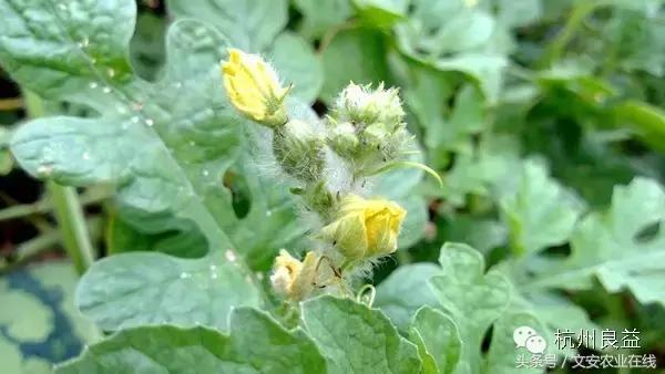 西瓜六必治瓜类六大病害一招搞定,西瓜病害六必治