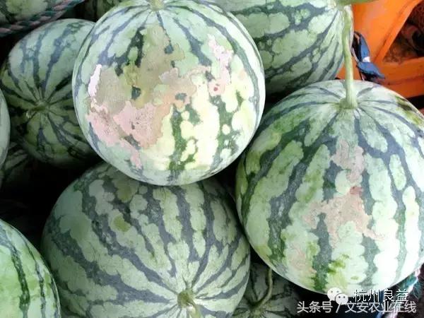 西瓜六必治瓜类六大病害一招搞定,西瓜病害六必治