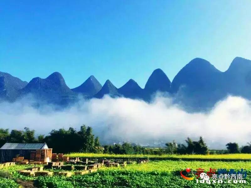 贵州万峰林油菜花怎么玩,贵州万峰林最美油菜花视频