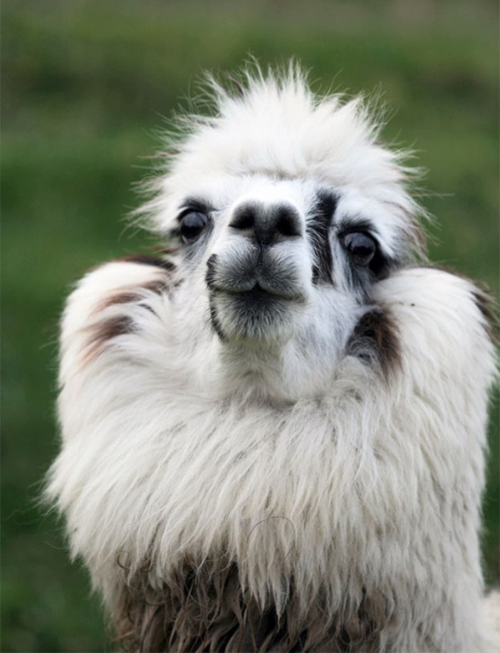 羊驼很逗的视频,羊驼太逗了