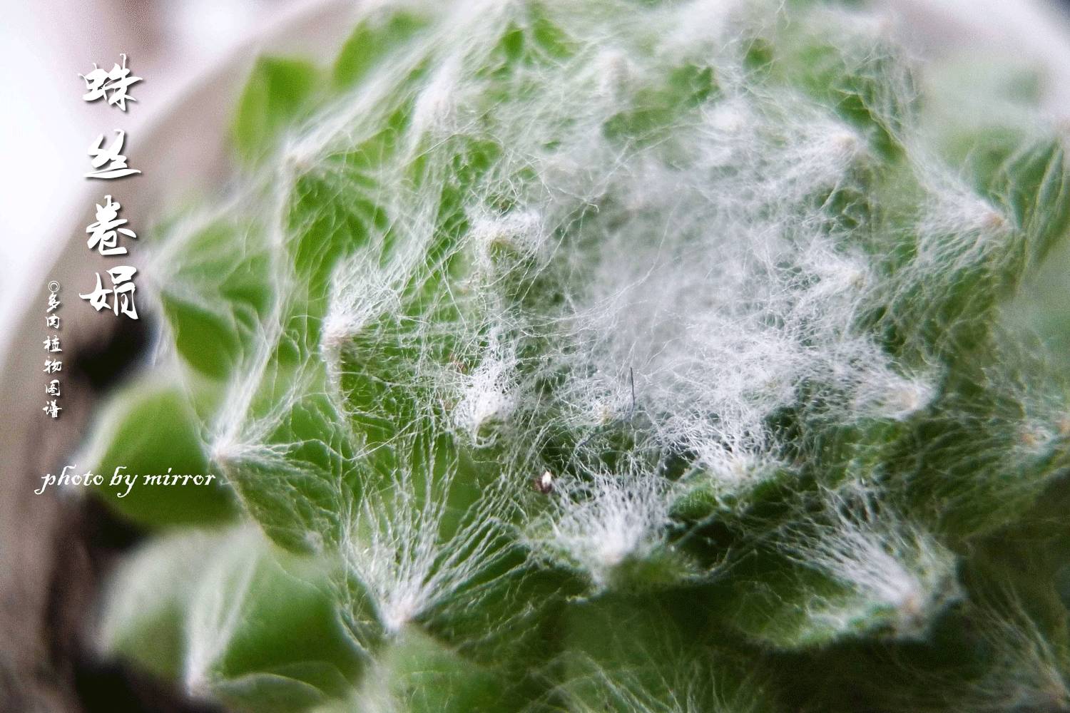 有多热爱多肉的感言,今天你爱国了吗黑板报资料