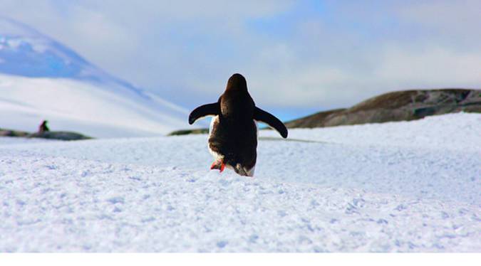 去南极前奏,去南极探险的故事