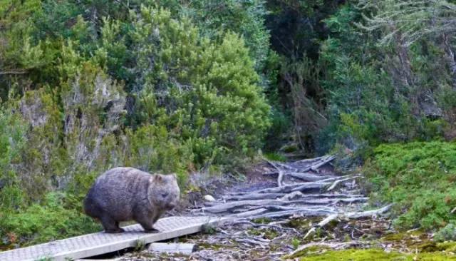探路者斜挎包小包,探路者登山背包小包