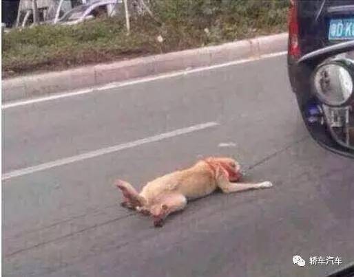开车撞了小狗受伤怎么处理,开车撞到小狗对方责任怎么处理