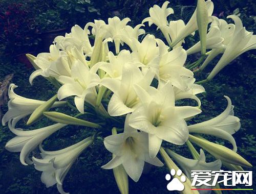 鲜百合为什么有苦的,百合营养成分表