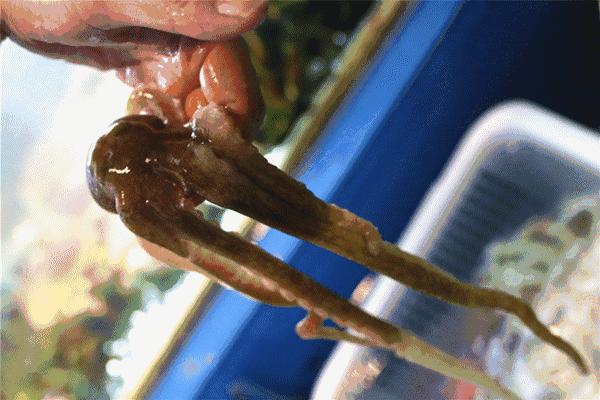 大连空运来的海洋馆，这家海鲜仓库简直是大海的搬运工对不起，你们的皮皮虾已经被我炒了