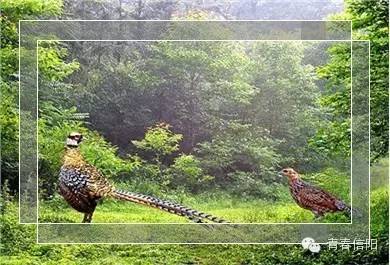 信阳周边两天一夜旅游推荐,五一信阳周边游玩攻略两天一晚